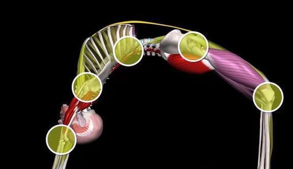 半岛练习瑜伽轮式之前先做这些热身动作才能让脊柱更健康(图7)