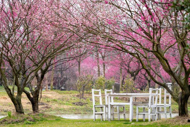 半岛来金山邂逅“花界顶流”！还有多款主题活动等你来玩！(图3)