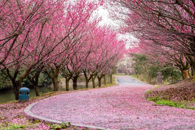 半岛来金山邂逅“花界顶流”！还有多款主题活动等你来玩！(图2)