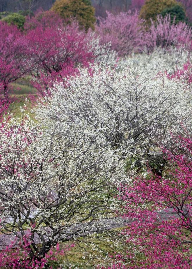 半岛来金山邂逅“花界顶流”！还有多款主题活动等你来玩！(图6)