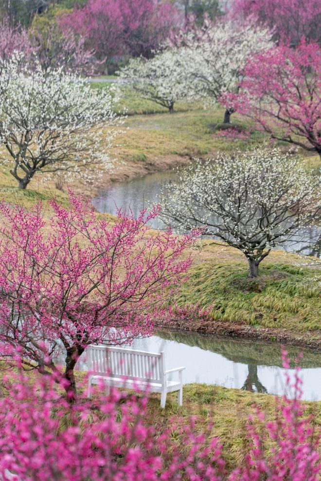 半岛来金山邂逅“花界顶流”！还有多款主题活动等你来玩！(图4)