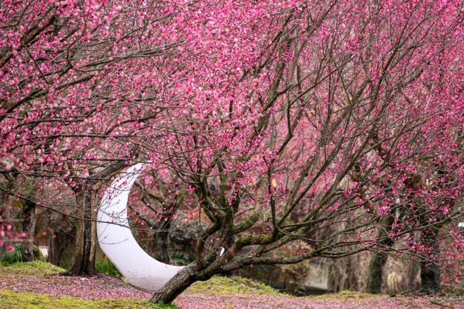 半岛来金山邂逅“花界顶流”！还有多款主题活动等你来玩！(图5)