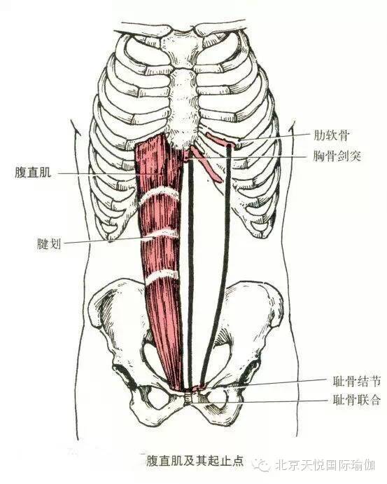 半岛官方网站瑜伽老师必备：人体上半身肌肉解剖套图值得收藏！(图1)