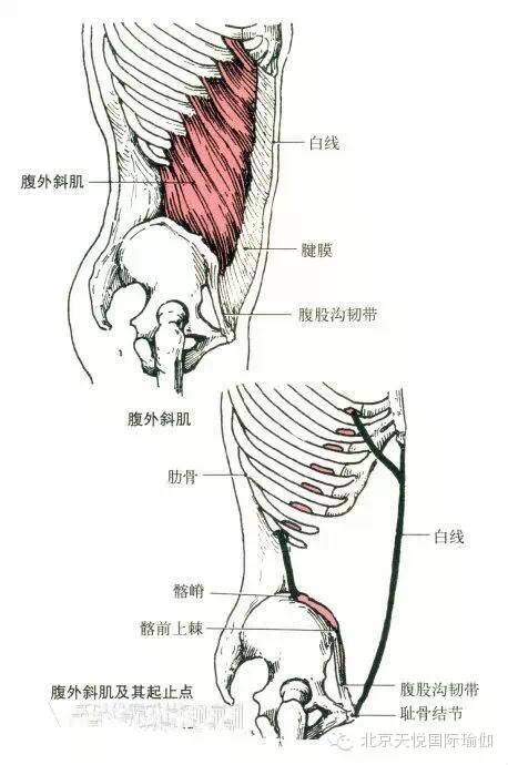 半岛官方网站瑜伽老师必备：人体上半身肌肉解剖套图值得收藏！(图2)