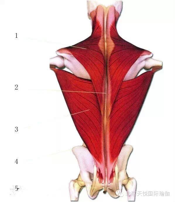 半岛官方网站瑜伽老师必备：人体上半身肌肉解剖套图值得收藏！(图4)
