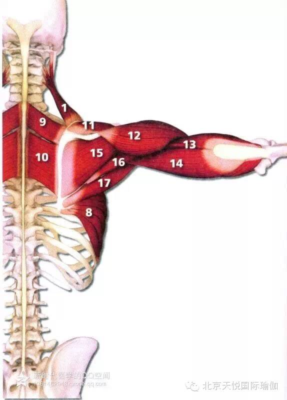 半岛官方网站瑜伽老师必备：人体上半身肌肉解剖套图值得收藏！(图8)