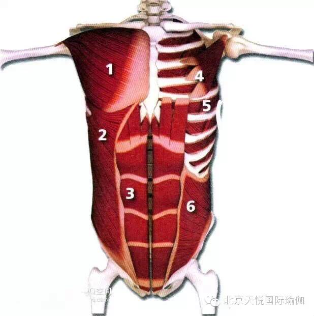 半岛官方网站瑜伽老师必备：人体上半身肌肉解剖套图值得收藏！(图6)