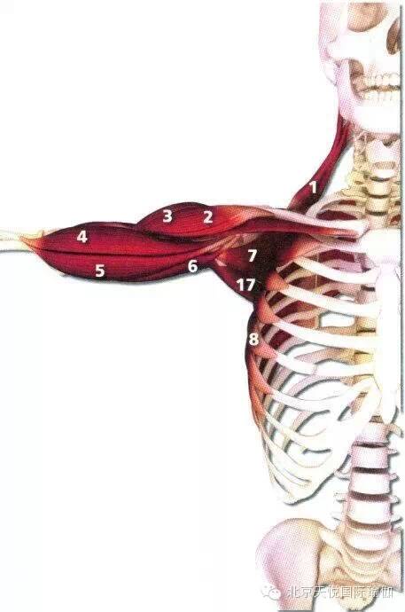半岛官方网站瑜伽老师必备：人体上半身肌肉解剖套图值得收藏！(图7)