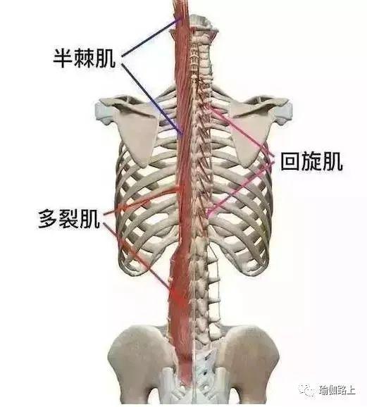 半岛“弓背”做「斜板式」更能锻炼力量还可以为高级体式做准备(图2)